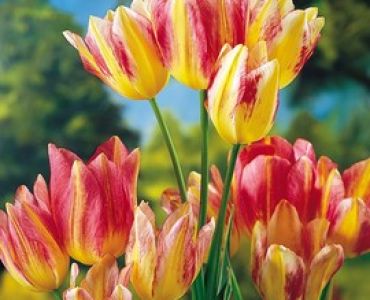 Лале Orange Toronto